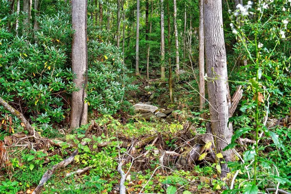 a view of a garden with plants