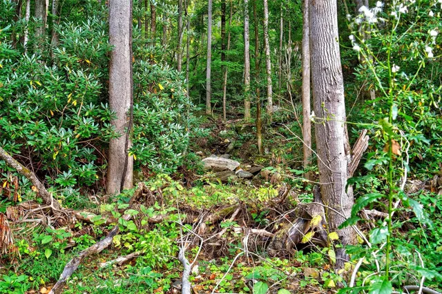 a view of a garden with plants