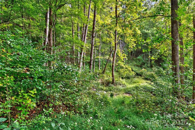 a view of a lush green forest