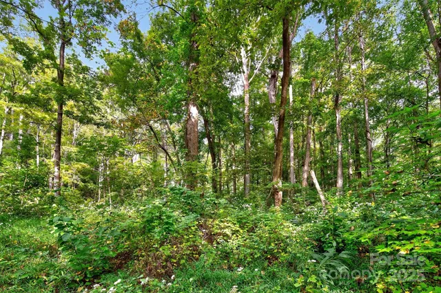 a view of a lush green forest