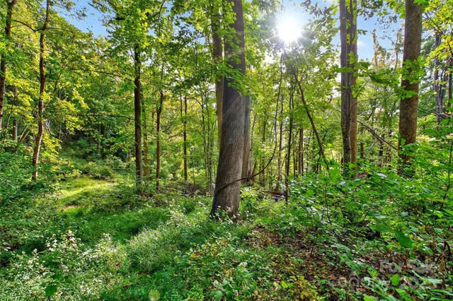 a plant view in lots of trees