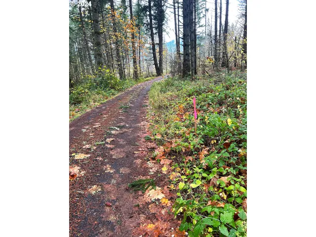 a close up of a plant in a garden