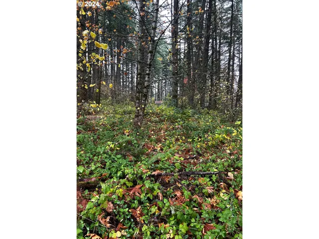 a view of a forest with a tree