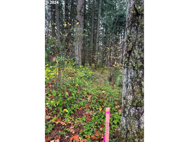 a close up of a tree in a yard