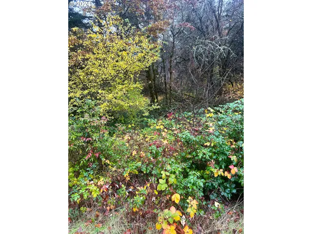 a close up of a plant in a garden