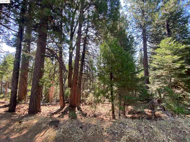 a view of a forest with trees in the background