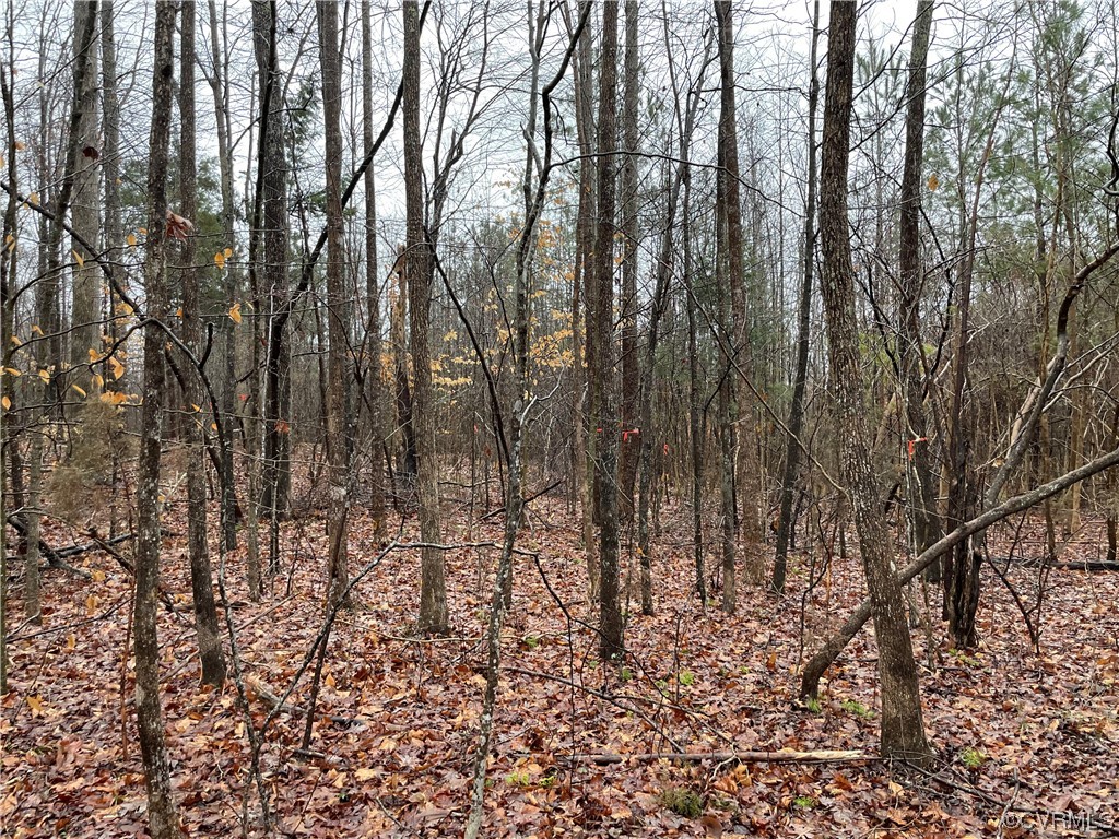 0 Doswell Town Road Meherrin, VA 23954 - Photo 11 of 13 a view of forest
