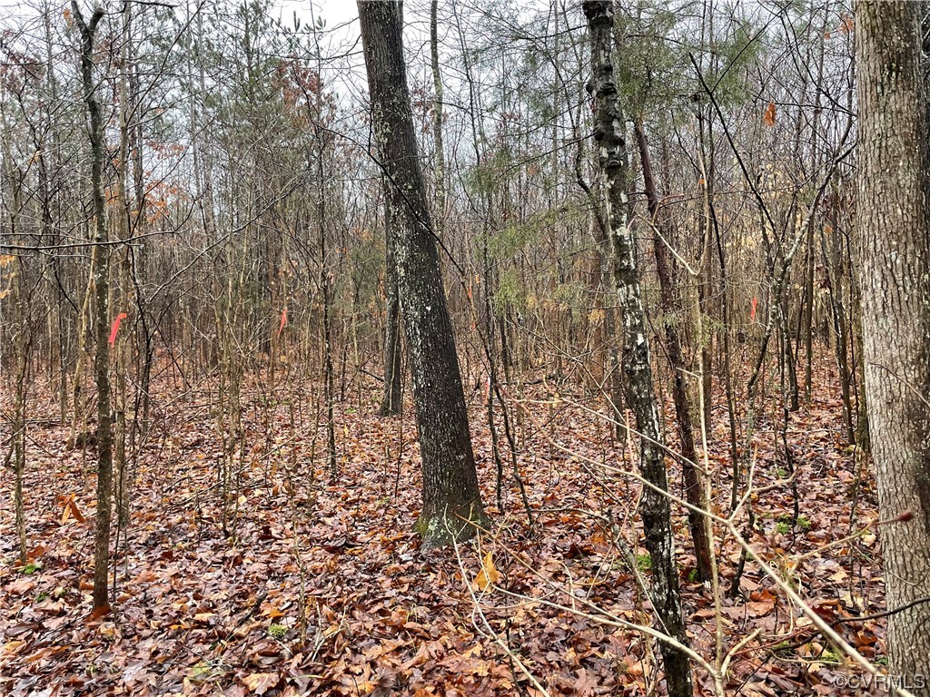 0 Doswell Town Road Meherrin, VA 23954 - Photo 12 of 13 a view of a yard with a trees