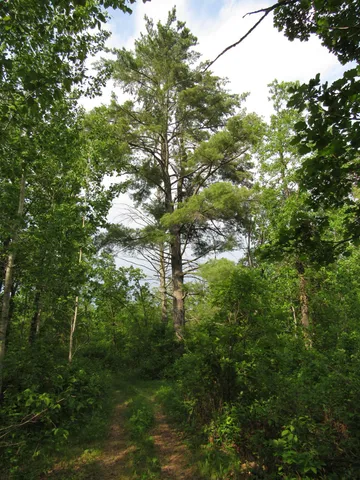 $117,000 | Tbd 32nd Avenue Southwest, Backus, MN 56435