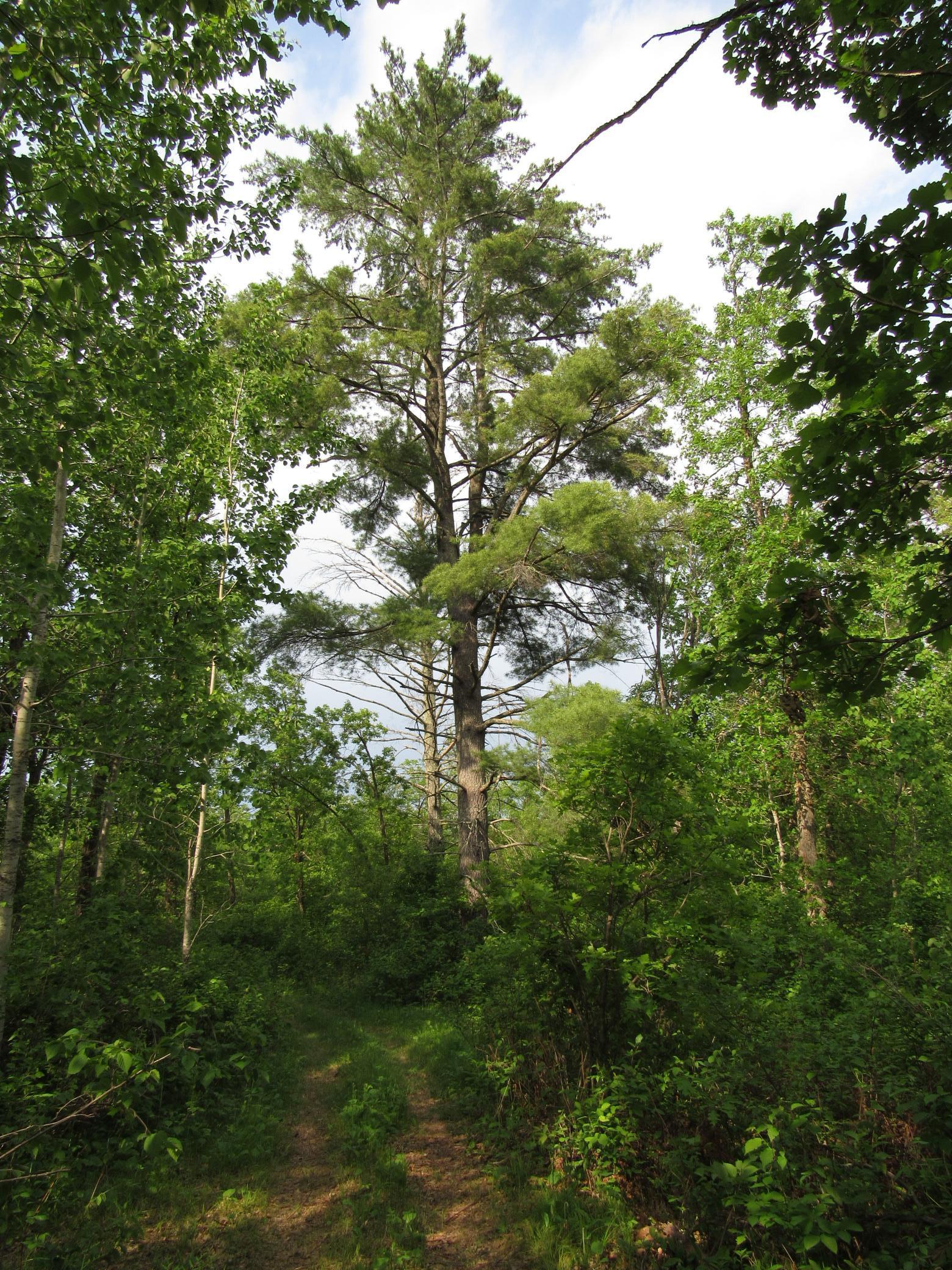 Tbd 32nd Avenue Southwest Backus, MN 56435 - Photo 2 of 4