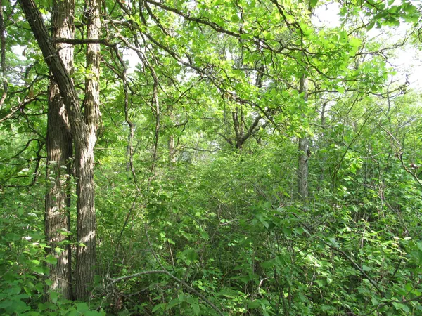 $117,000 | Tbd 32nd Avenue Southwest, Backus, MN 56435