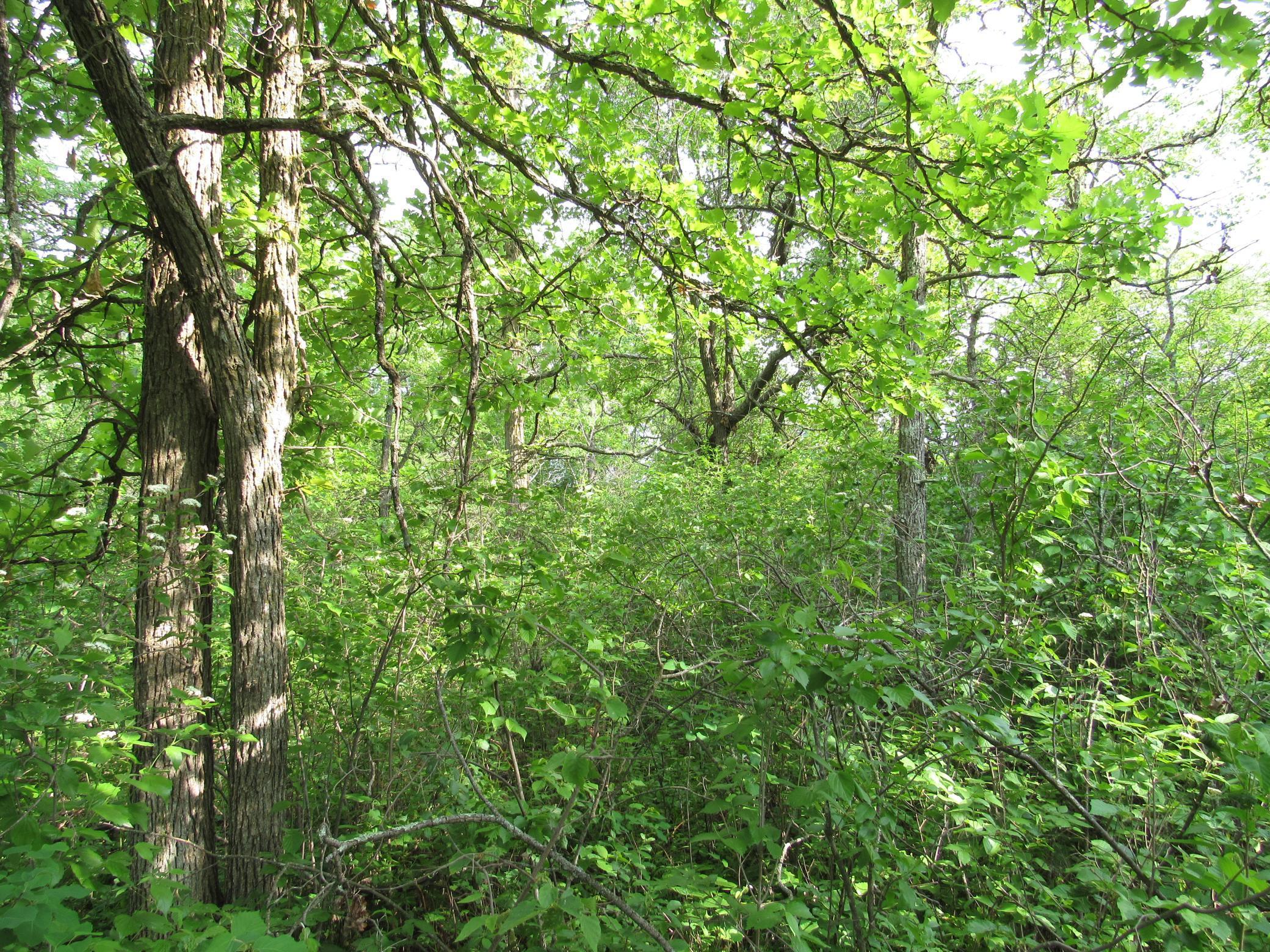 Tbd 32nd Avenue Southwest Backus, MN 56435 - Photo 3 of 4