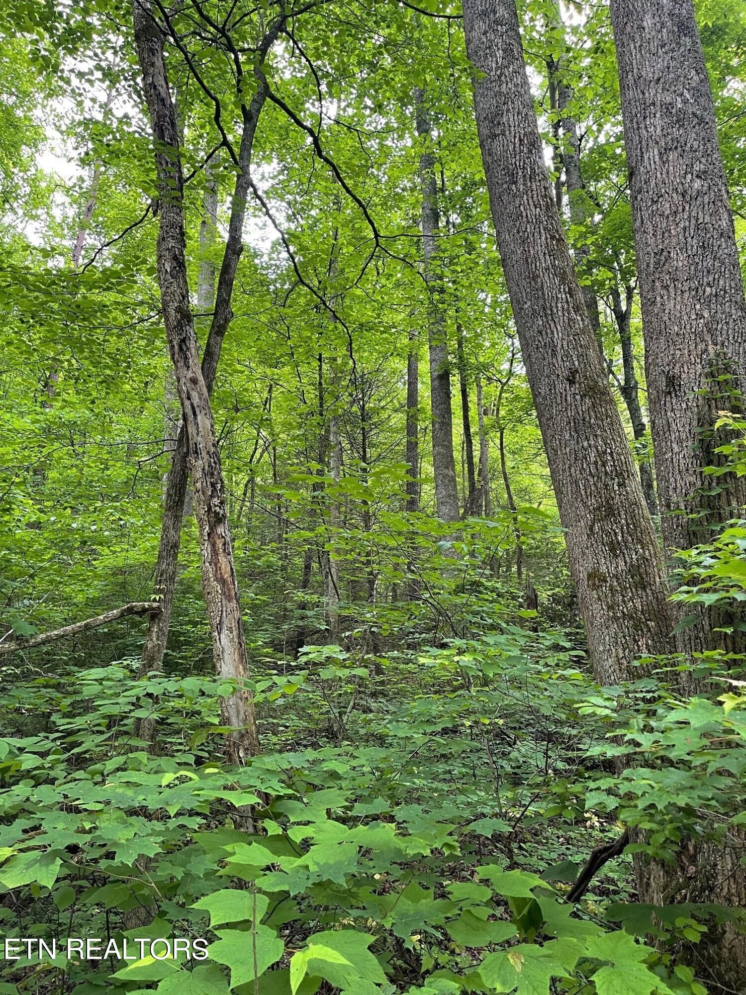 3 Old Cades Cove Road Townsend, TN 37882 - Photo 13 of 17 Gallery Image 13