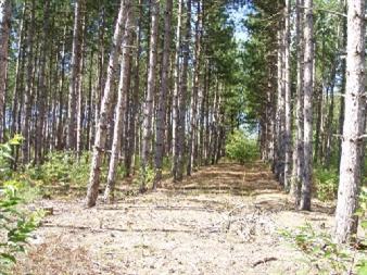 Harlan C-2 Road Copemish, MI 49625 - Photo 3 of 7 Additional Photo