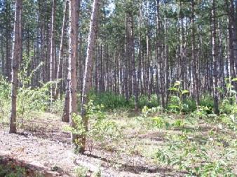 Harlan C-2 Road Copemish, MI 49625 - Photo 4 of 7 Additional Photo