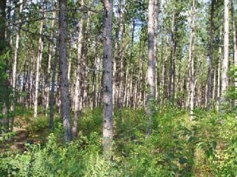 Harlan C-2 Road Copemish, MI 49625 - Photo 5 of 7 Additional Photo