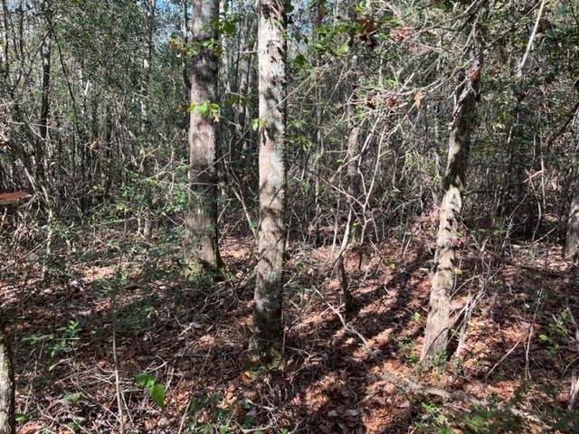 41.6-ac Chalker Road Opp, AL 36467 - Photo 6 of 17 Gallery Image 6