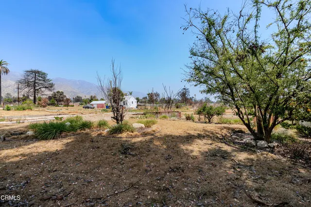 a view of a yard with a tree