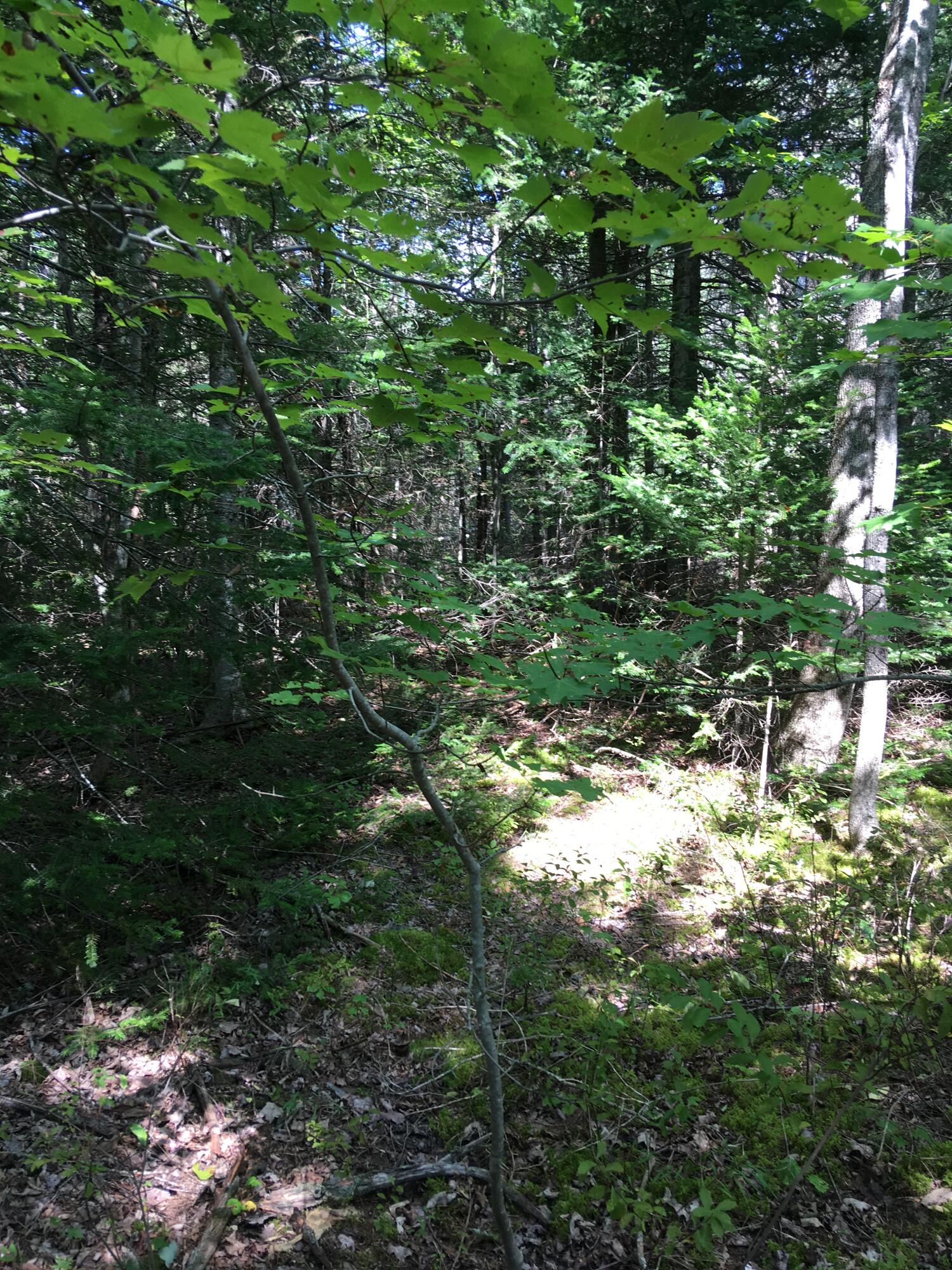 2068 Mariaville Road Ellsworth, ME 04605 - Photo 22 of 27 Woods