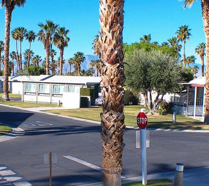 84136 Ave 44, Unit 602 Indio, CA 92203 - Photo 8 of 43 a view of a yard with plants