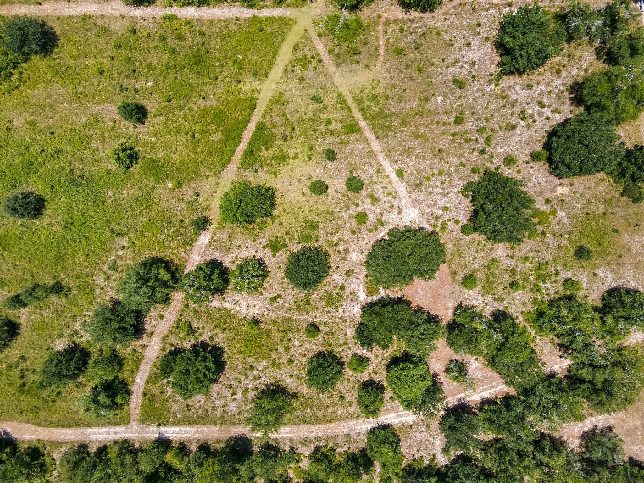 Tbd Northeast Tbd Ne Cedar Trail Pinetta, FL 32350 - Photo 4 of 19