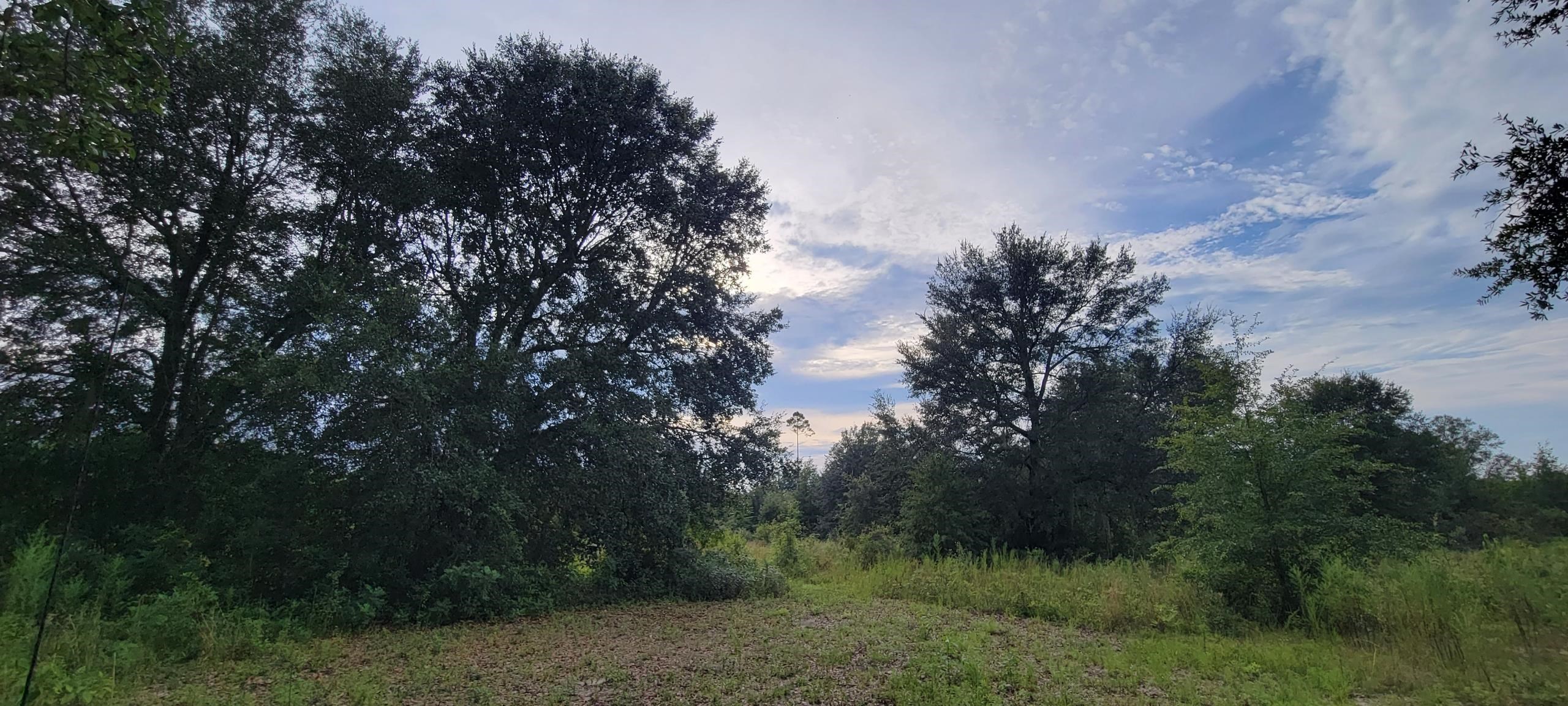 Tbd Northeast Tbd Ne Cedar Trail Pinetta, FL 32350 - Photo 5 of 19