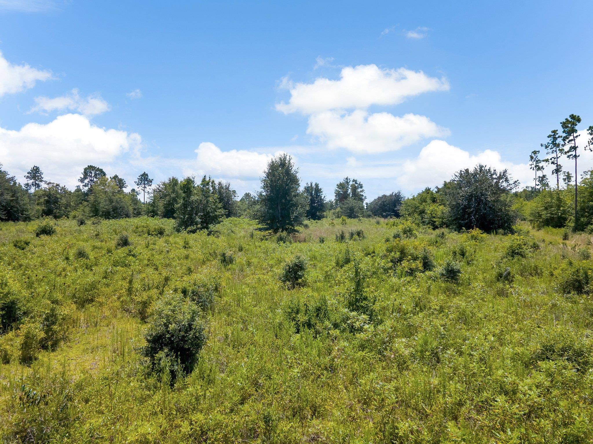 Tbd Northeast Tbd Ne Cedar Trail Pinetta, FL 32350 - Photo 7 of 19