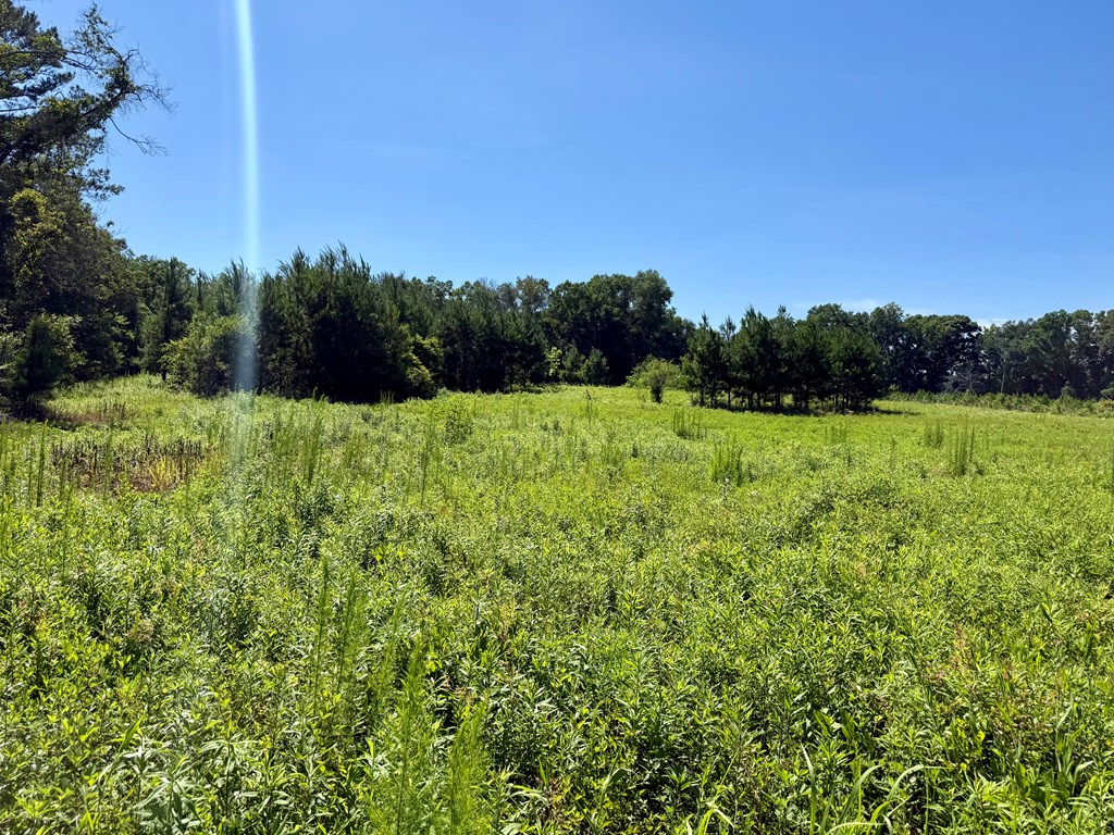 60-acres Hutton Road Hartford, AL 36344 - Photo 29 of 31