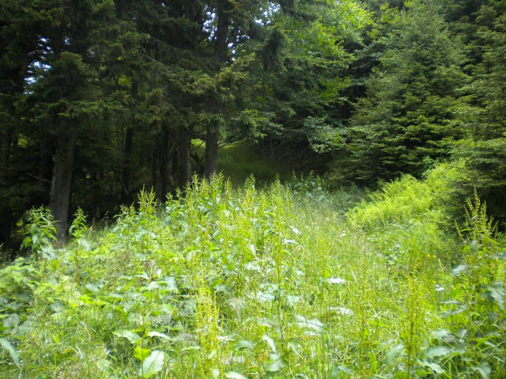 75 West Ridge Slatyfork, WV 26291 - Photo 5 of 7 Gallery Image 5