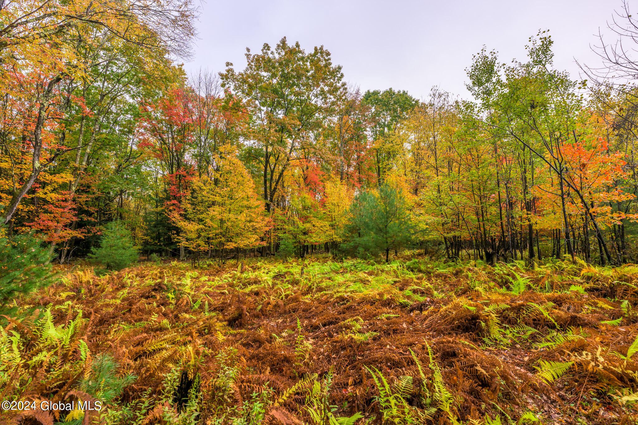 1013-1017 Plank Road Poestenkill, NY 12018 - Photo 30 of 49 30. lots of ferns too