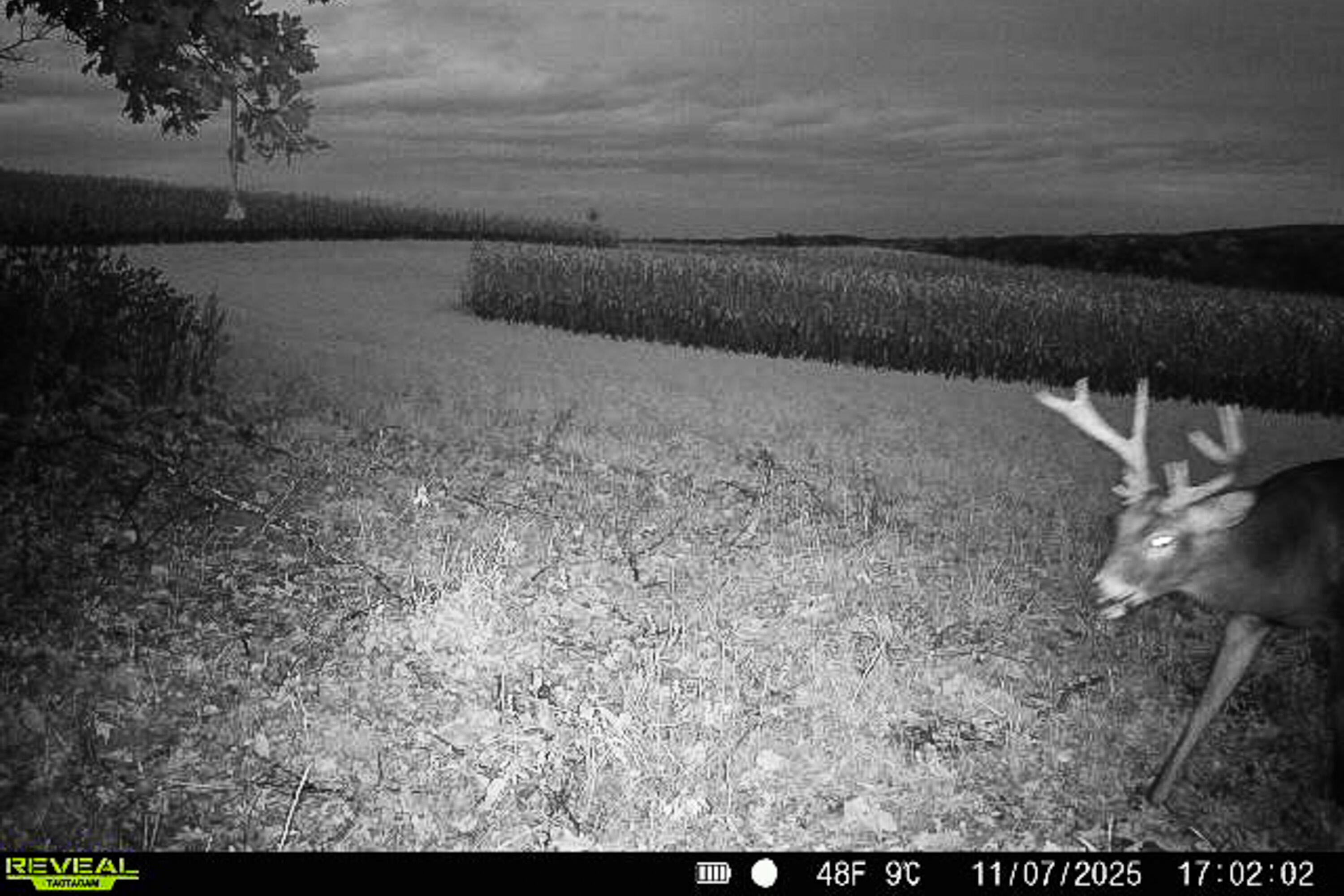 Lt1 Eli Valley Road Loganville, WI 53943 - Photo 31 of 71 Sauk-County-WI-90-Acres-Land-For-Sale-31
