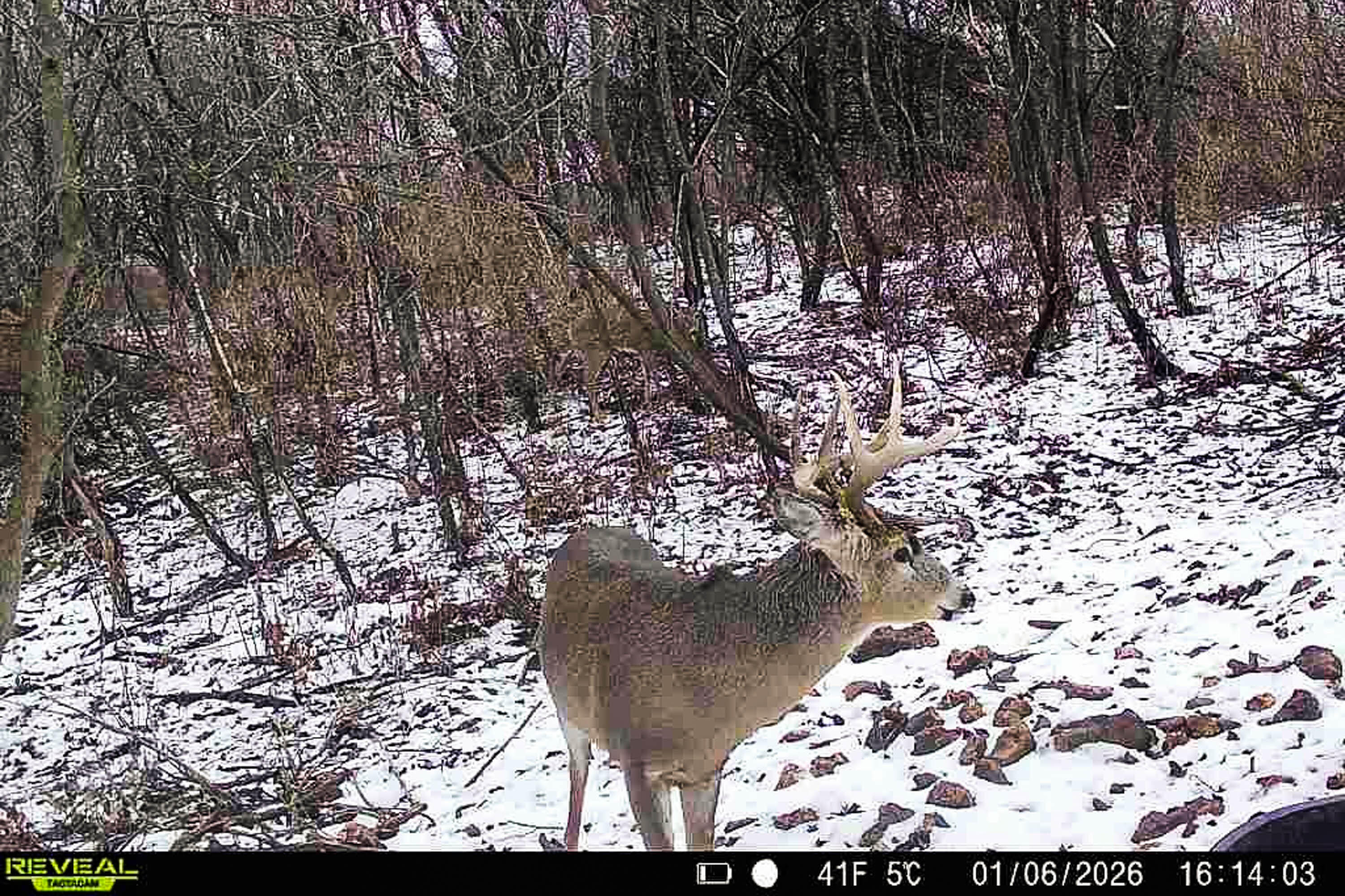Lt1 Eli Valley Road Loganville, WI 53943 - Photo 36 of 71 Sauk-County-WI-90-Acres-Land-For-Sale-36