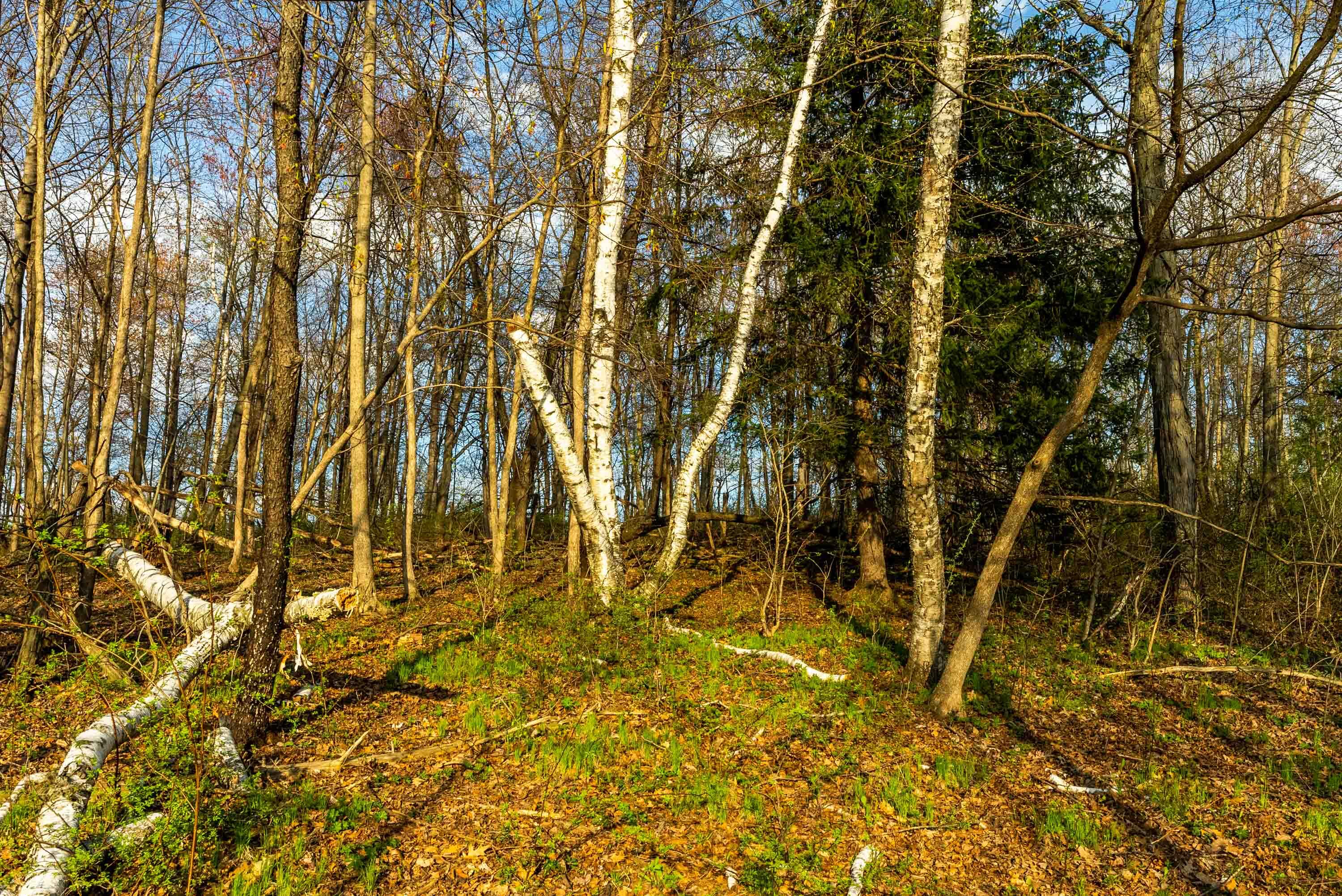 Lt1 Eli Valley Road Loganville, WI 53943 - Photo 45 of 71 Sauk-County-WI-90-Acres-Land-For-Sale-45