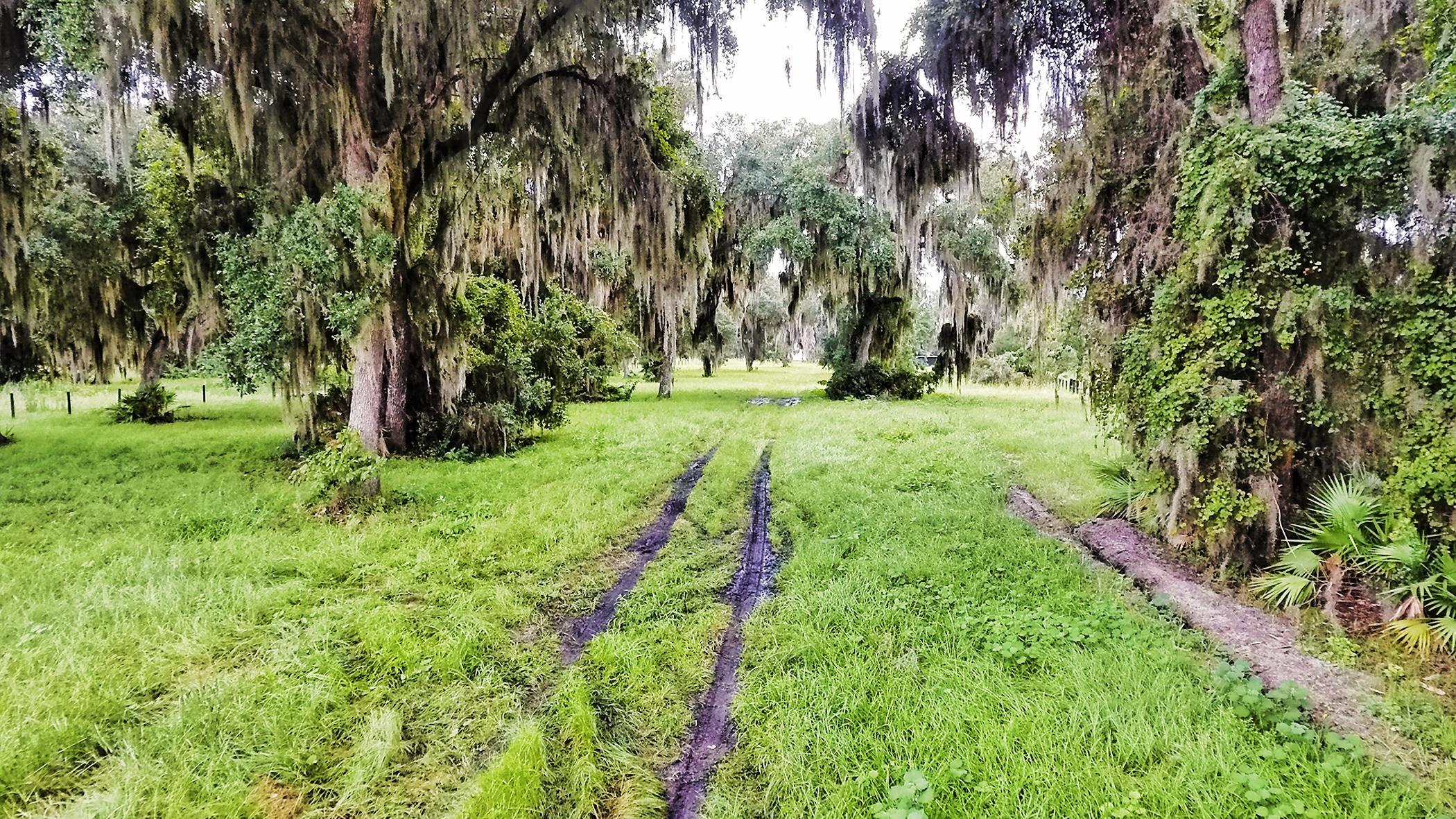 14435 Andalusia Trail Bunnell, FL 32110 - Photo 17 of 25 a view of yard with green space
