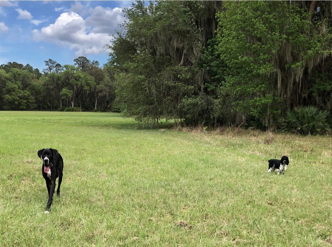14435 Andalusia Trail Bunnell, FL 32110 - Photo 21 of 25 a view of a garden