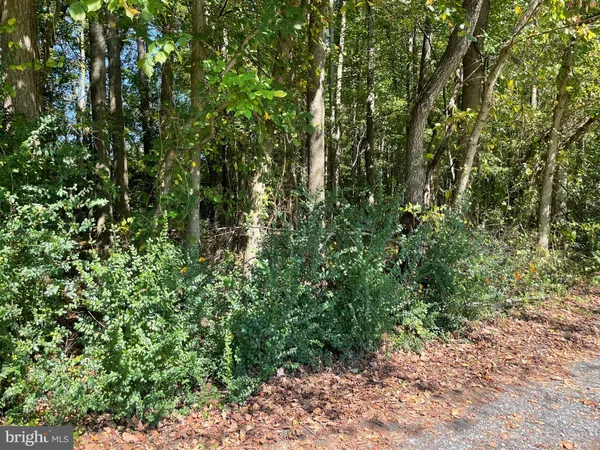 a view of a yard with plants and large trees