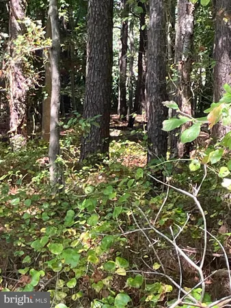 a view of yard with green space