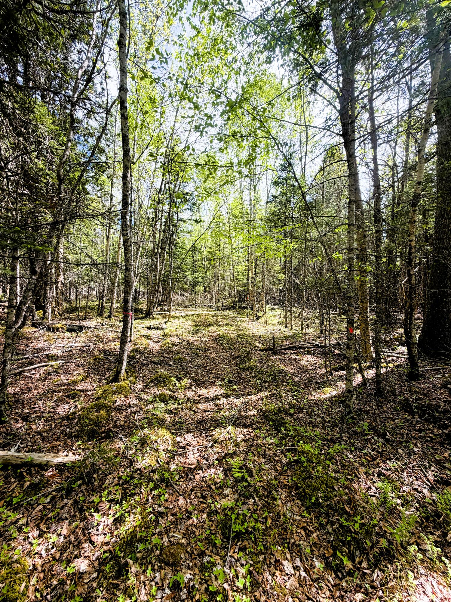 59 High Head Road East Machias, ME 04630 - Photo 8 of 11 59 HIGH HEAD RD 5
