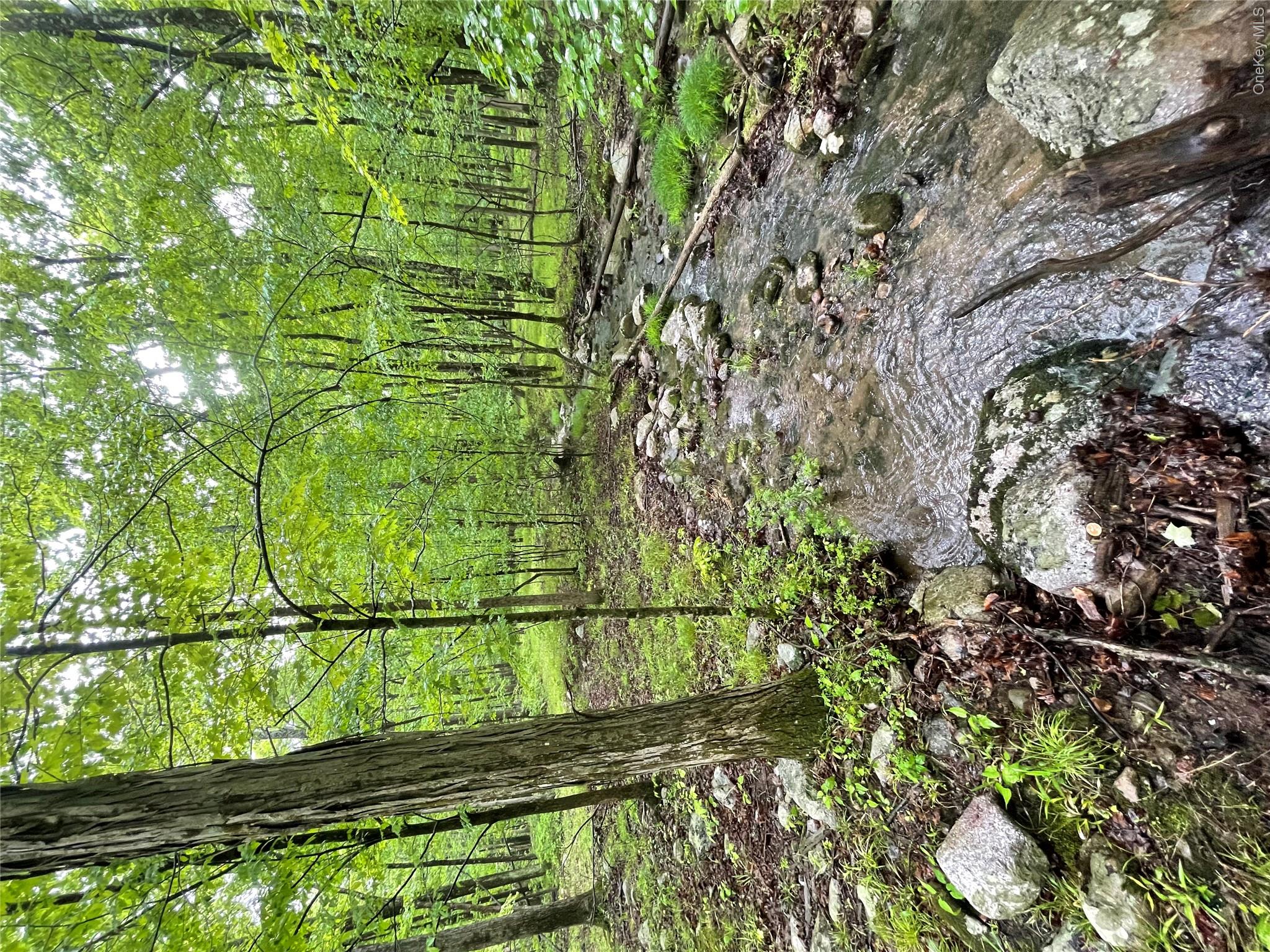 894 Upper Mountain Road Pine Bush, NY 12566 - Photo 35 of 35 View of tree filled area