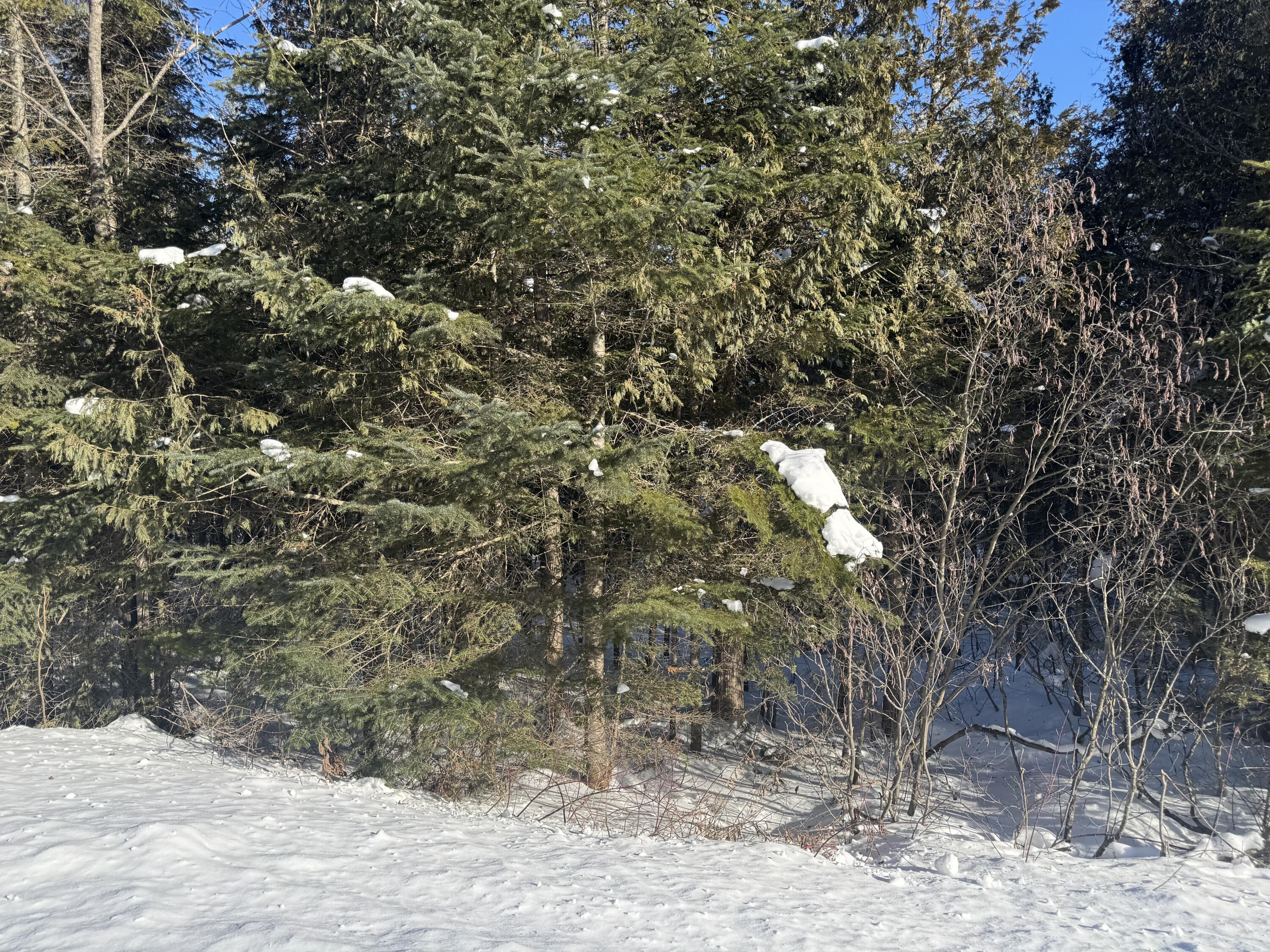 87.5-87.6 Dubay Pit Road Caribou, ME 04736 - Photo 12 of 14