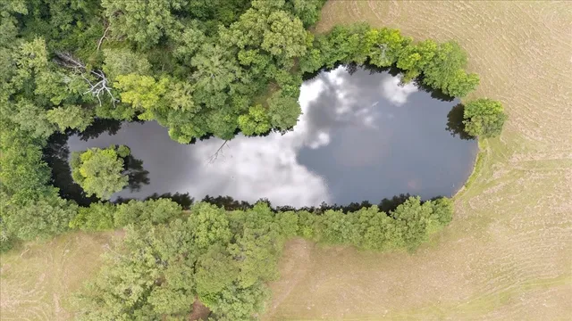 a view of a garden with a flower