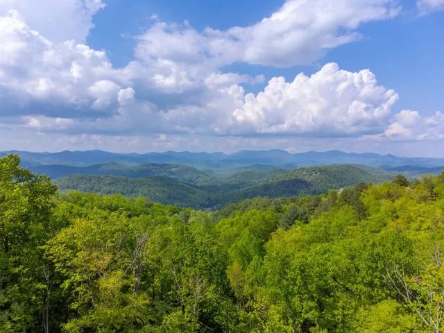 a view of a bunch of trees in a yard