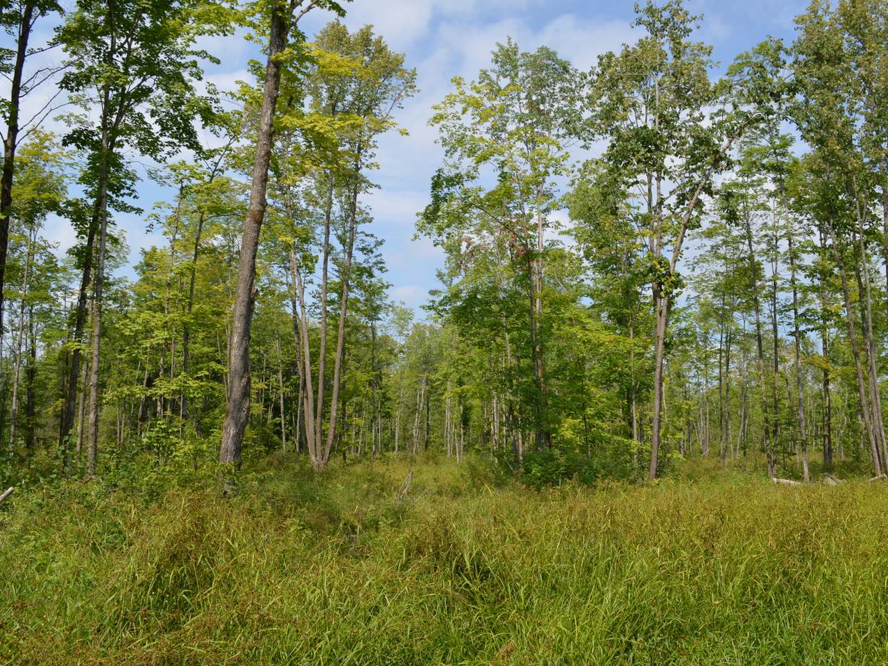 Four Mile Road Tomahawk, WI 54487 - Photo 3 of 20 Gallery Image 3