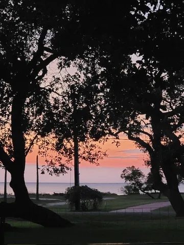 a view of a tree with a yard