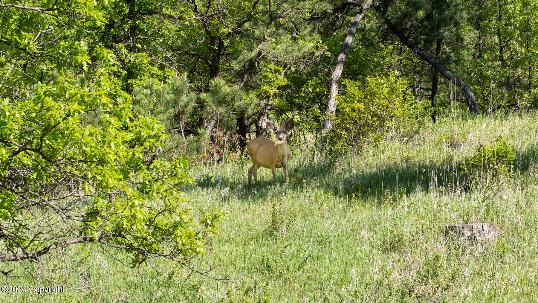 11 Soaring Eagle Road Hulett, WY 82720 - Photo 41 of 43 Gallery Image 41