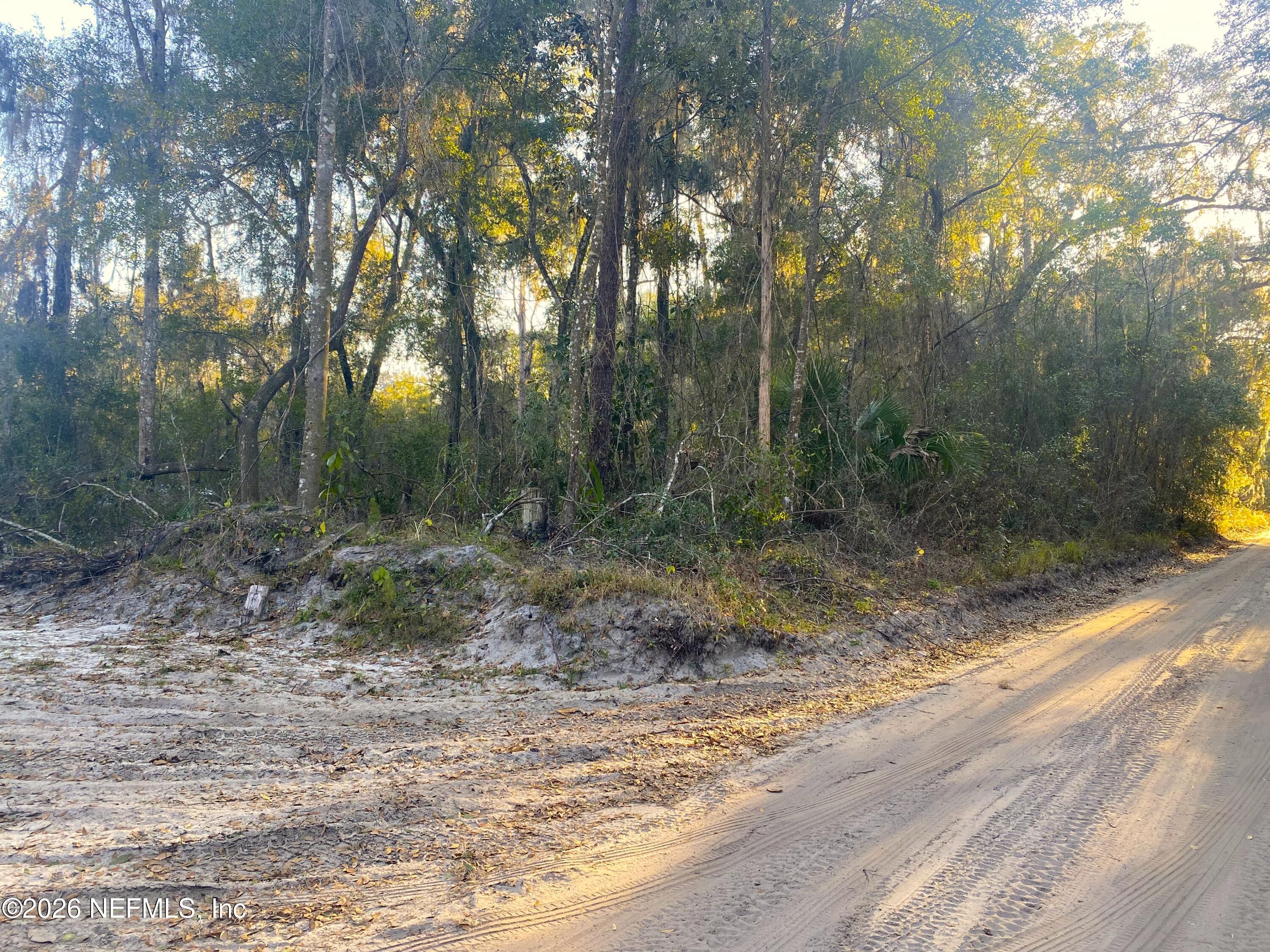 117 Brown Road Satsuma, FL 32189 - Photo 3 of 15 a view of a forest filled with trees