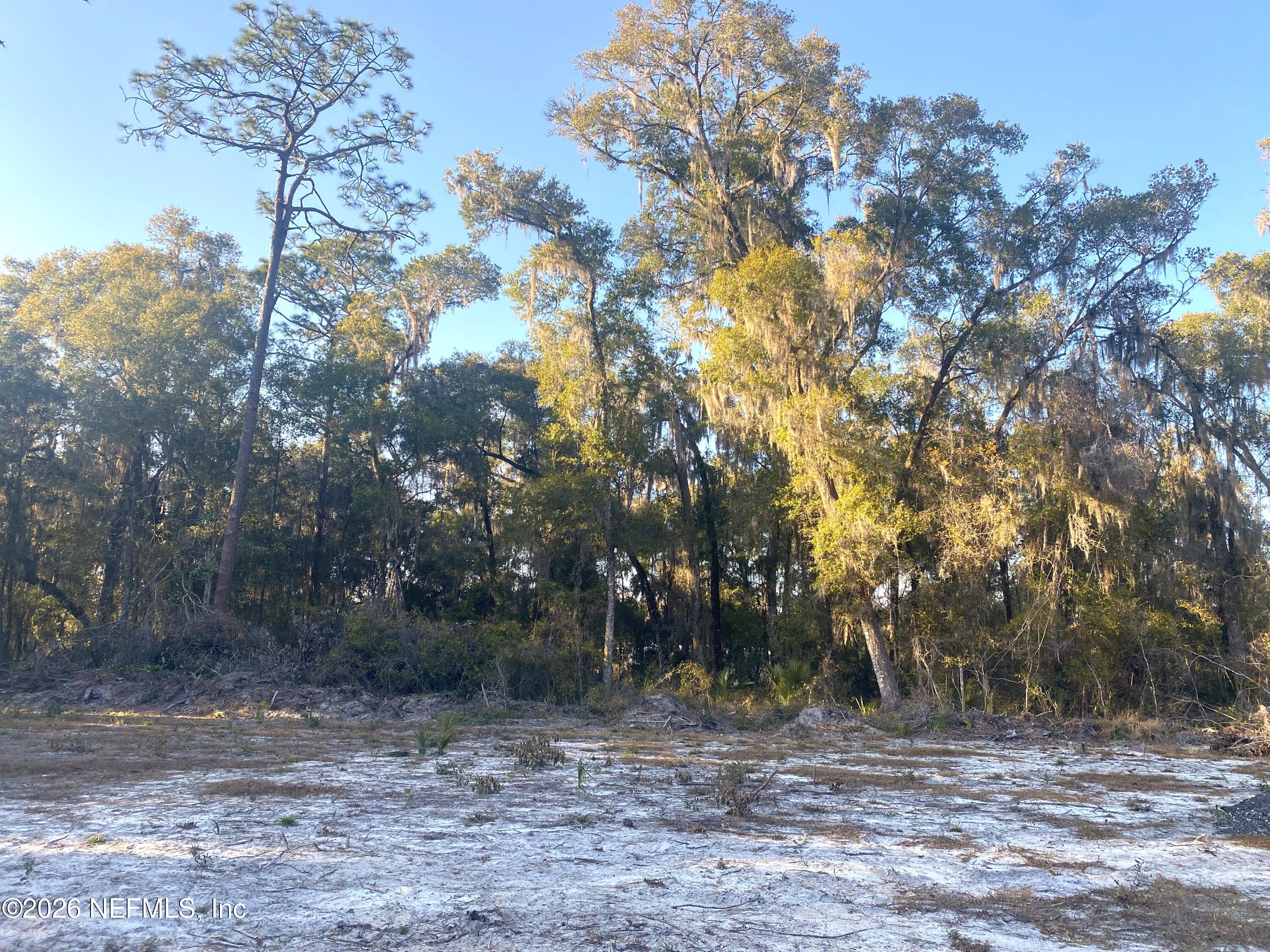 117 Brown Road Satsuma, FL 32189 - Photo 8 of 15 a view of a yard with a tree