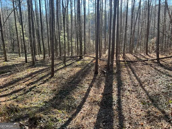 a view of a backyard with trees