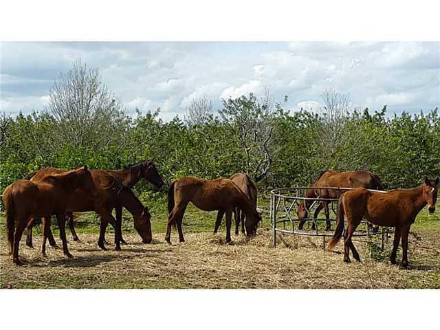 0 Russos Road Fort Pierce, FL 34951 - Photo 8 of 18 land13