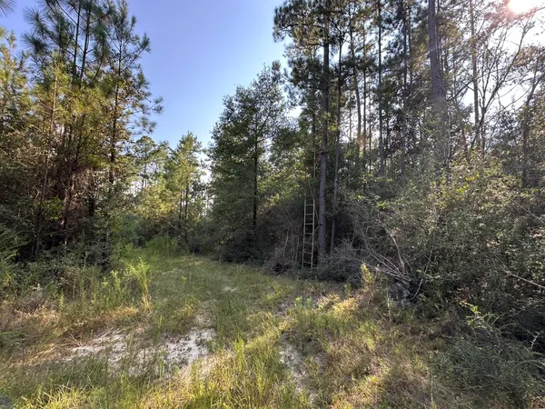 a view of a forest with trees in the background